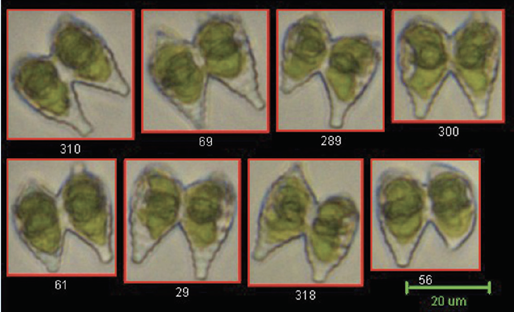 Flowcam_MicroorganismiAcquatici